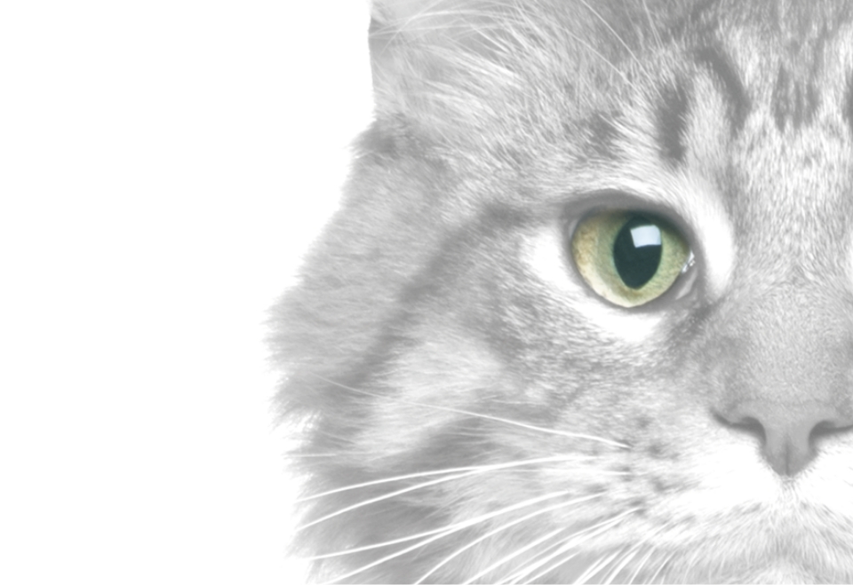 img-protect-gatos-2