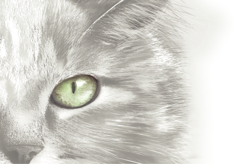 img-protect-gatos-3