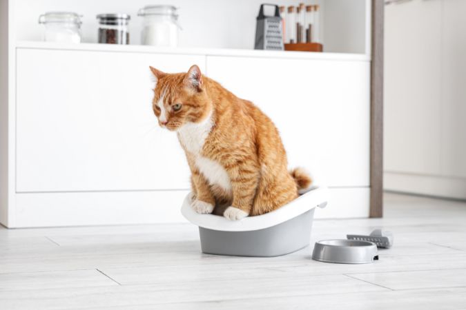 Gato naranja sentado junto a su caja de arena en un baño limpio y luminoso