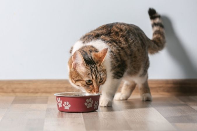 Alimento para gato esterilizado servido en un plato, adaptado a sus necesidades nutricionales