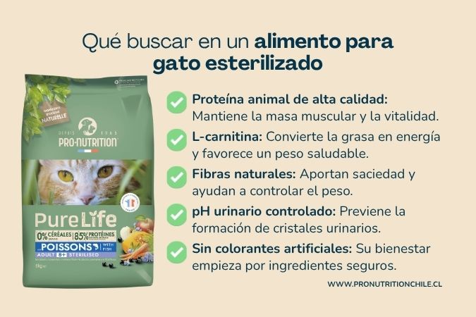 Qué buscar en un alimento para gato esterilizado: proteína, fibra, minerales y control calórico
