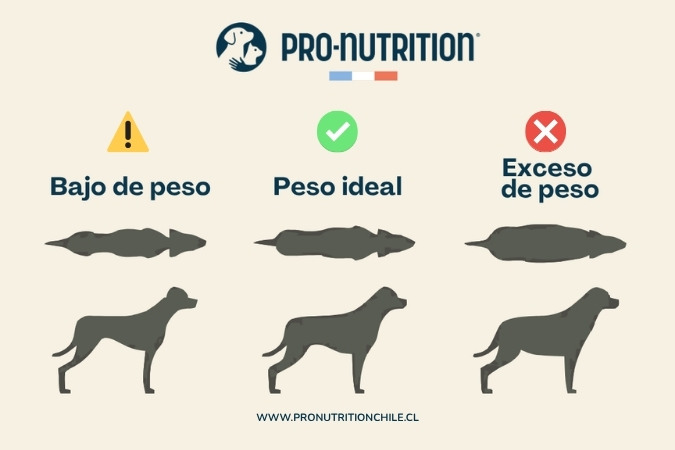 Infografía de condición corporal canina: cómo saber si mi perro tiene sobrepeso comparando tres siluetas corporales
