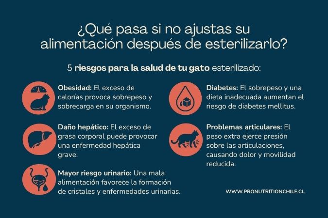 Infografía sobre los cambios en la salud del gato después de la esterilización y la importancia de ajustar su alimentación