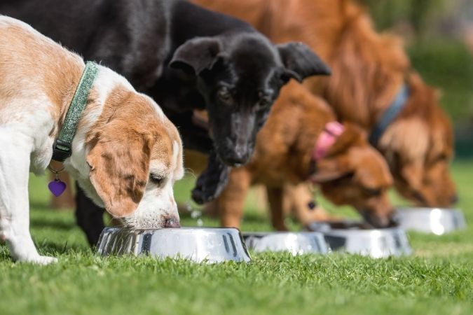 Varios cachorros comiendo del plato un alimento de calidad con los ingredientes que debe tener la comida de un perro